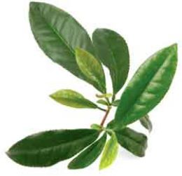 Tea tree